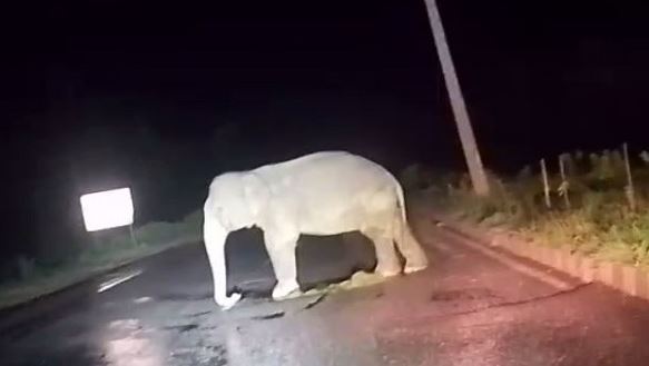 Tusker Injured After Pickup Van Hits Elephant While Crossing NH-20 in Keonjhar